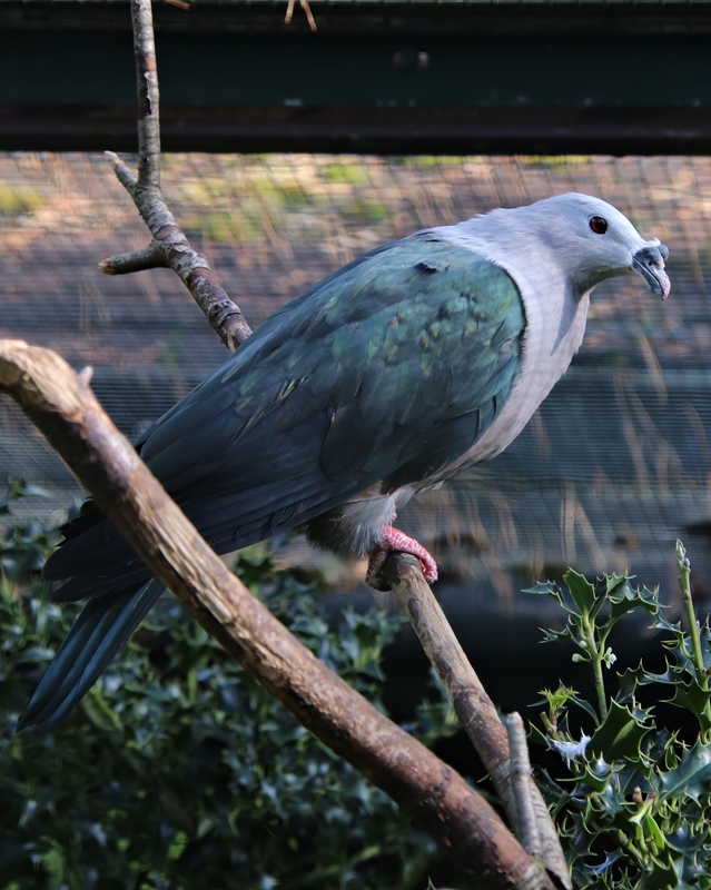 Pacific imperial pigeon (Ducula pacifica)