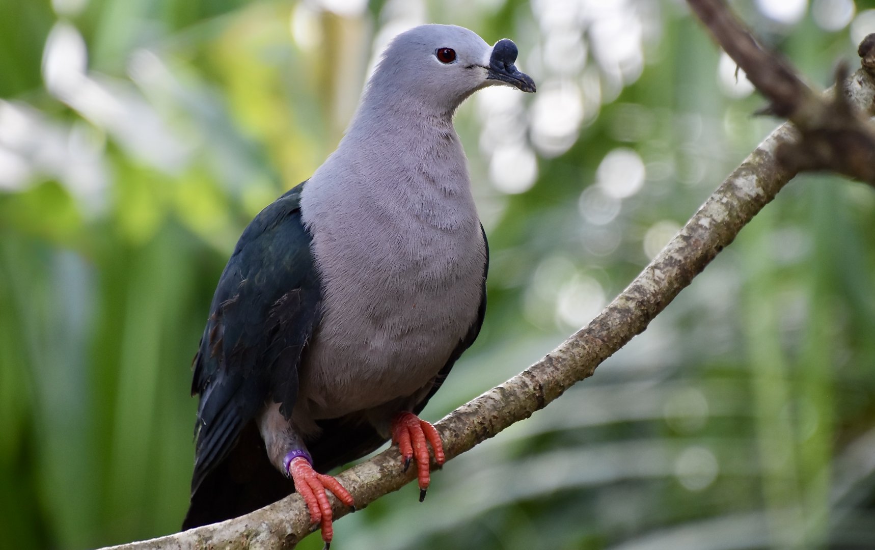 Pacific Imperial-Pigeon (Ducula pacifica)