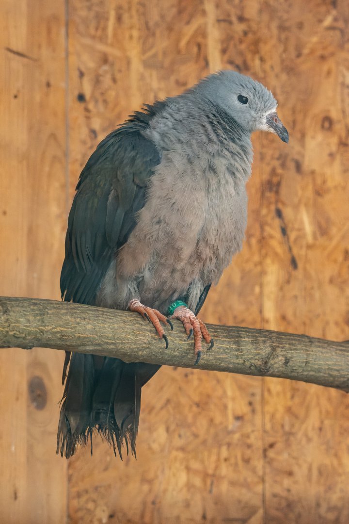 Pacific imperial pigeon (Ducula pacifica)
