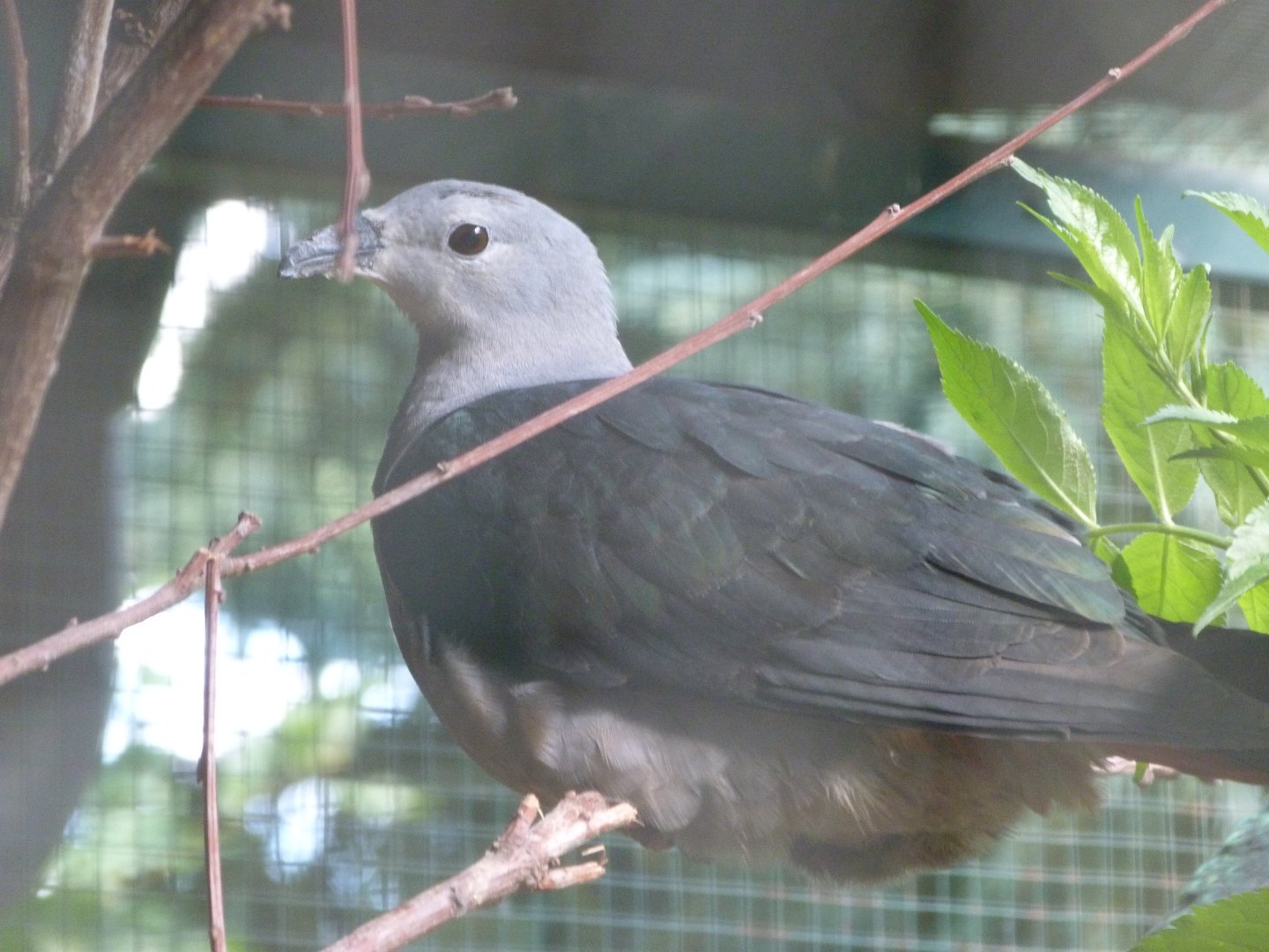 Pacific imperial-pigeon -Zoo Plzeň (2025)
