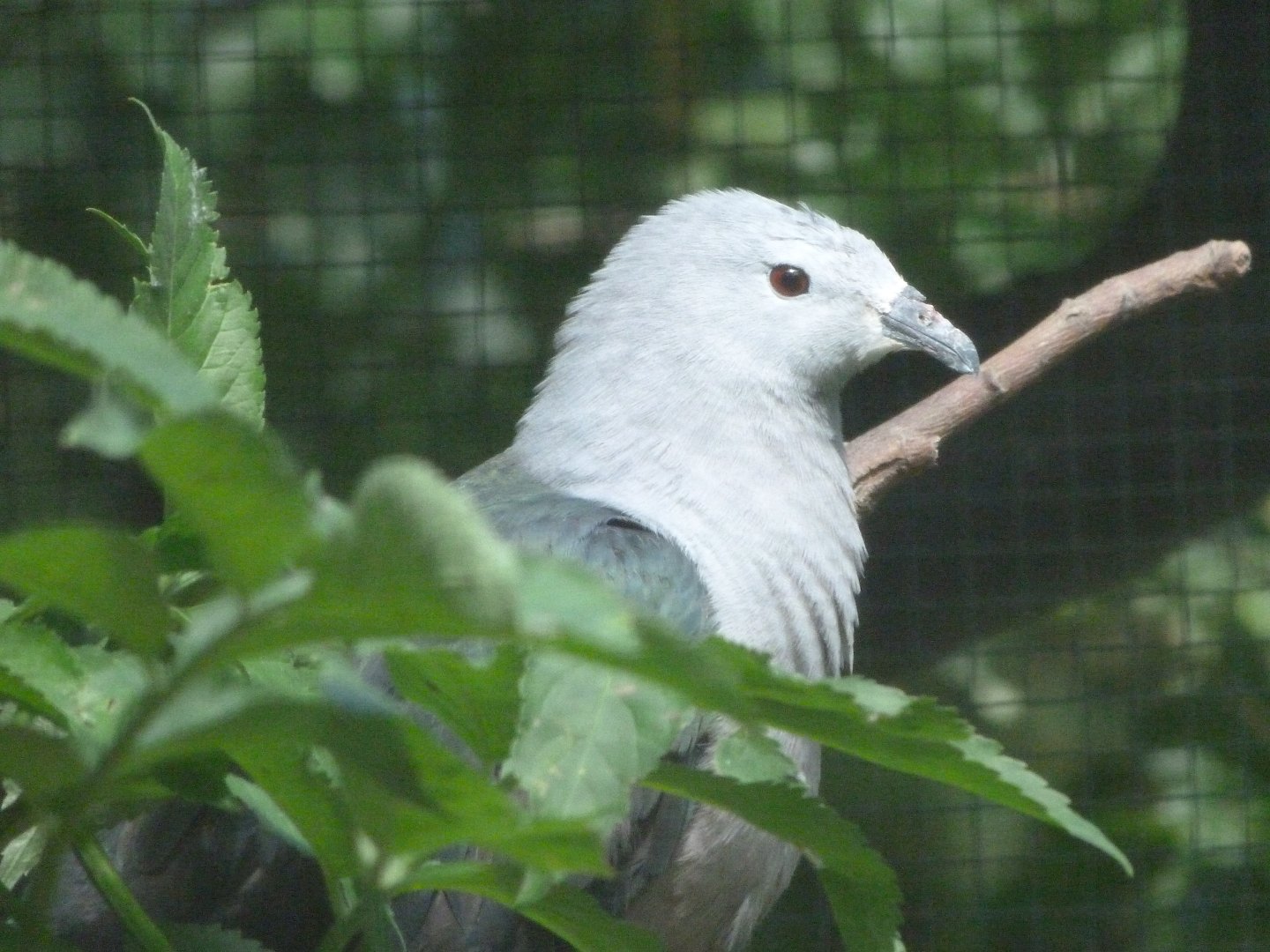 Pacific imperial-pigeon -Zoo Plzeň (2025)