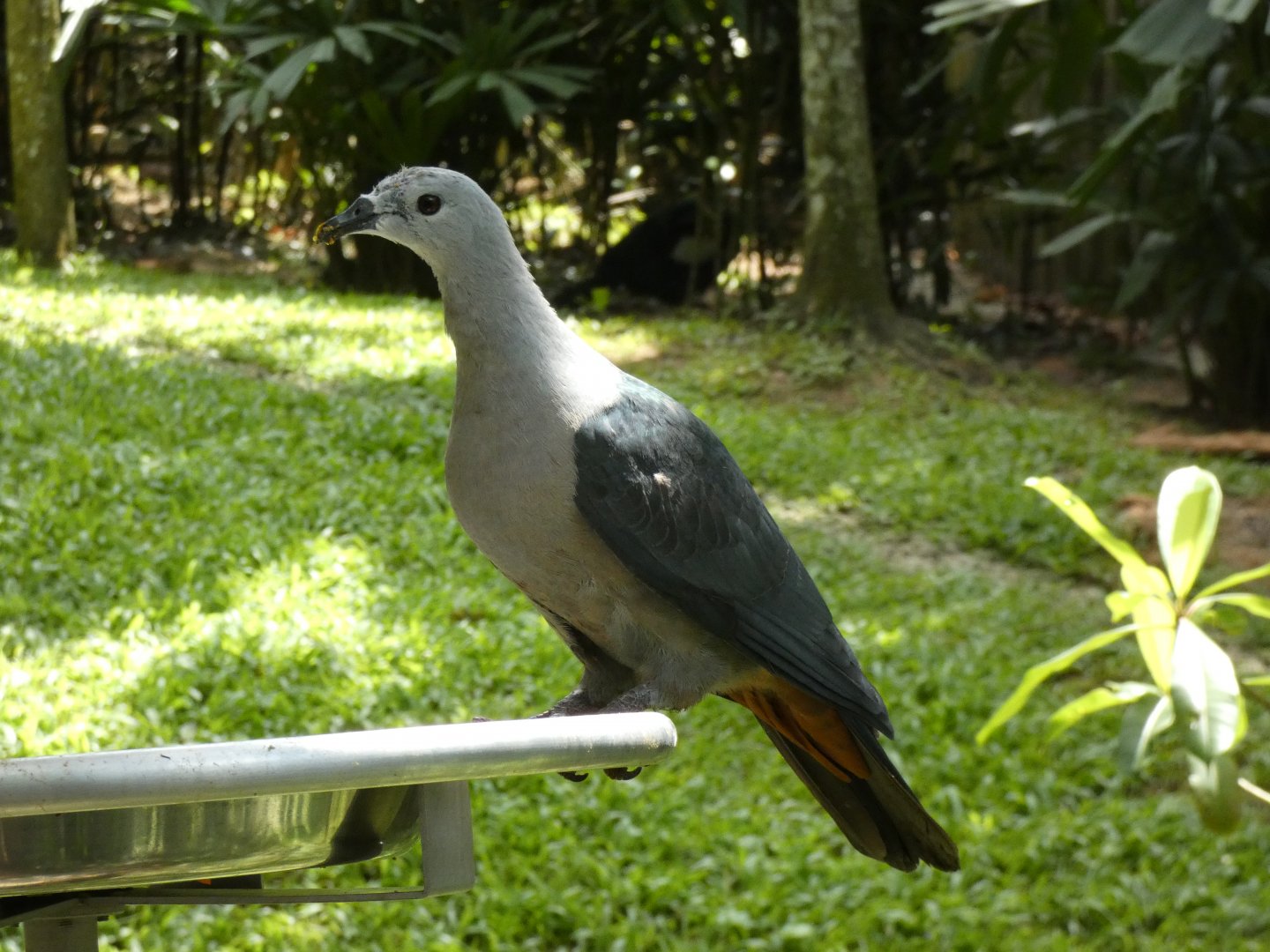 Pacific imperial pigeon
