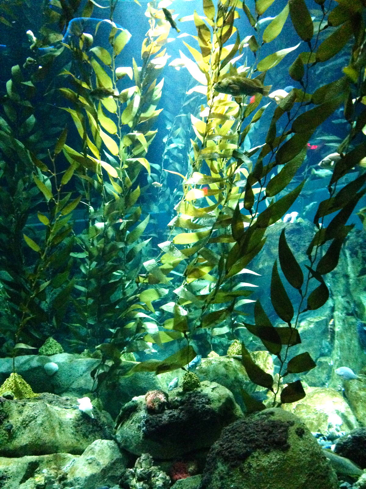 Pacific Kelp Forest Tank