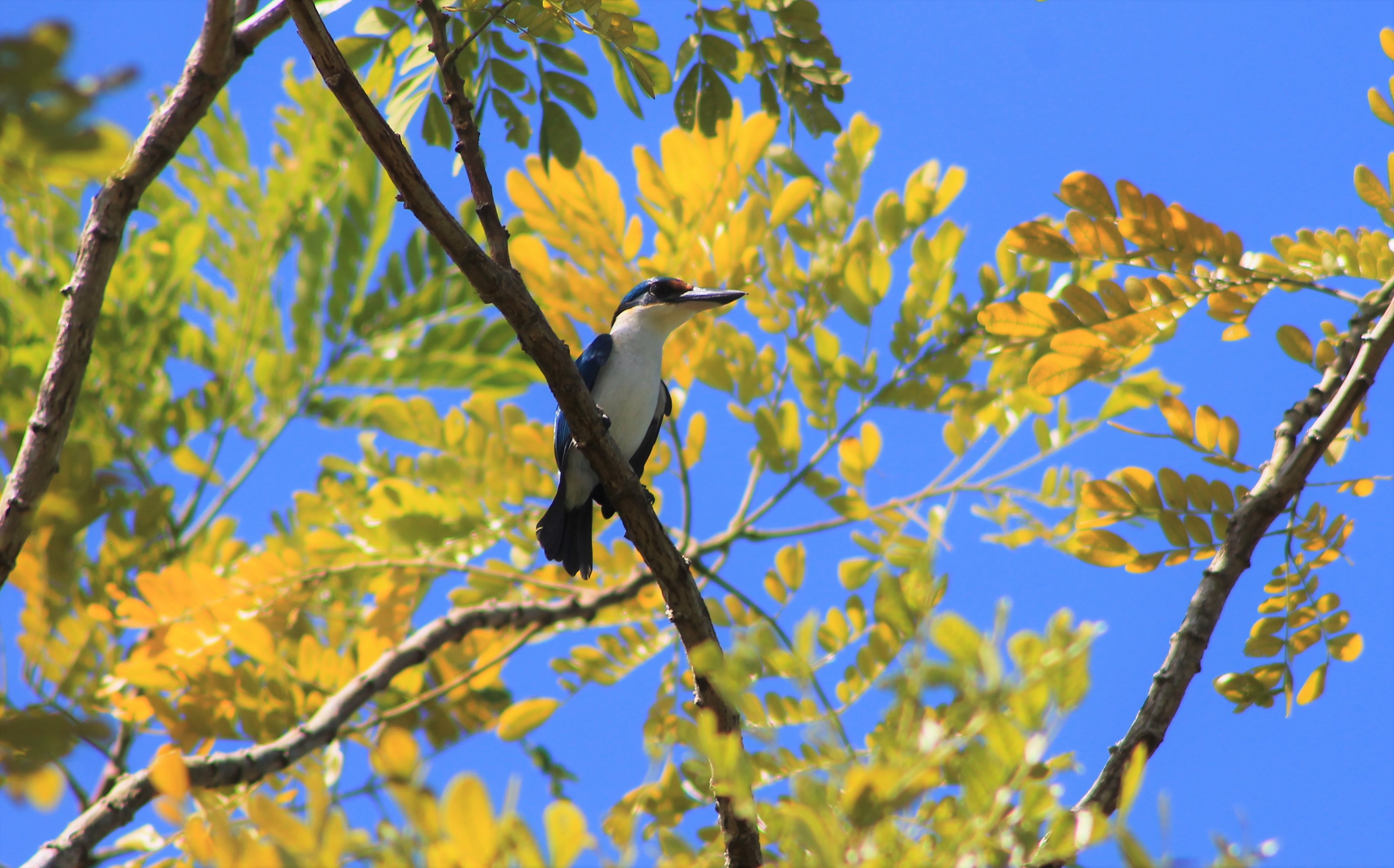 Pacific Kingfisher (Todiramphus sacer santoensis)