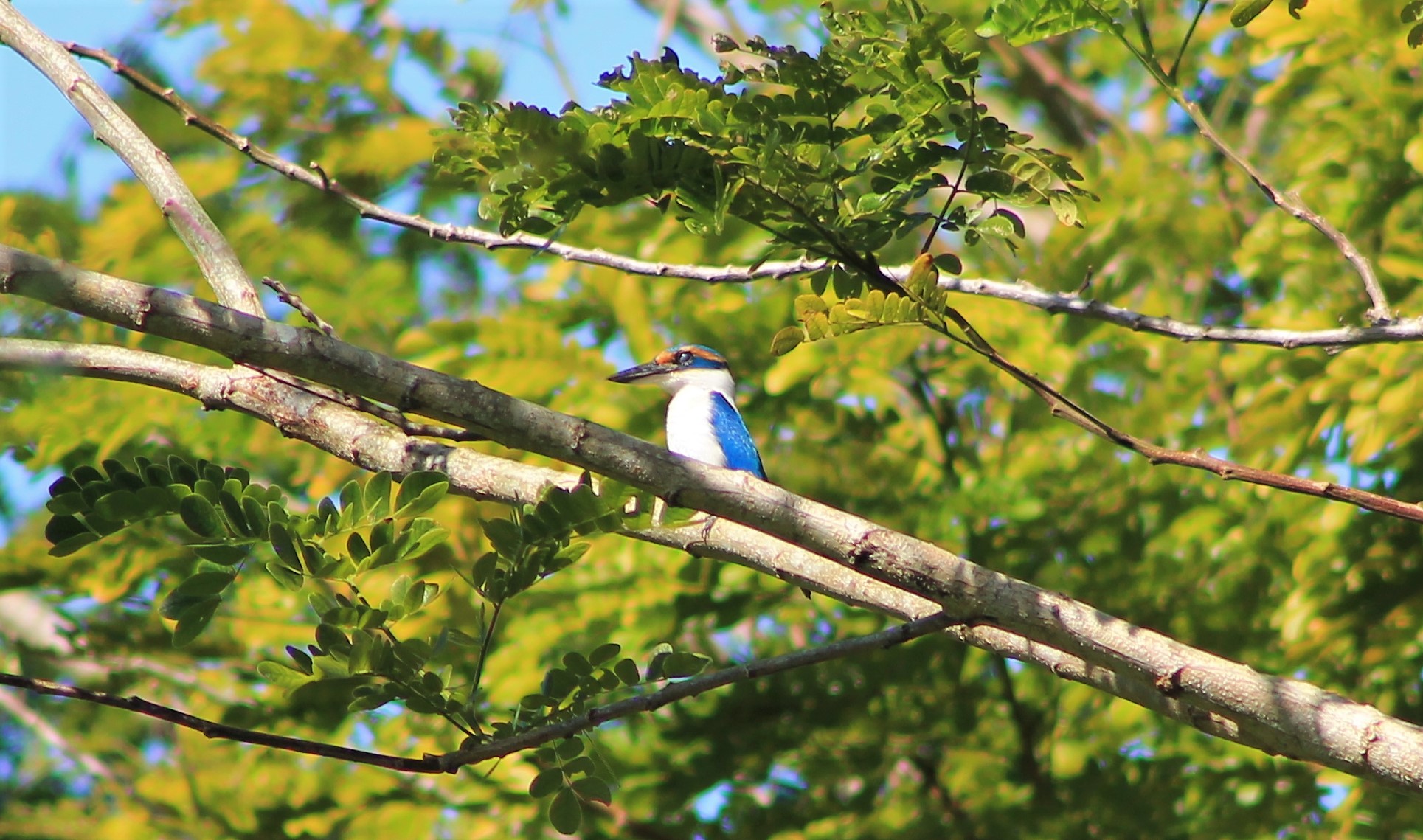 Pacific Kingfisher (Todiramphus sacer santoensis)