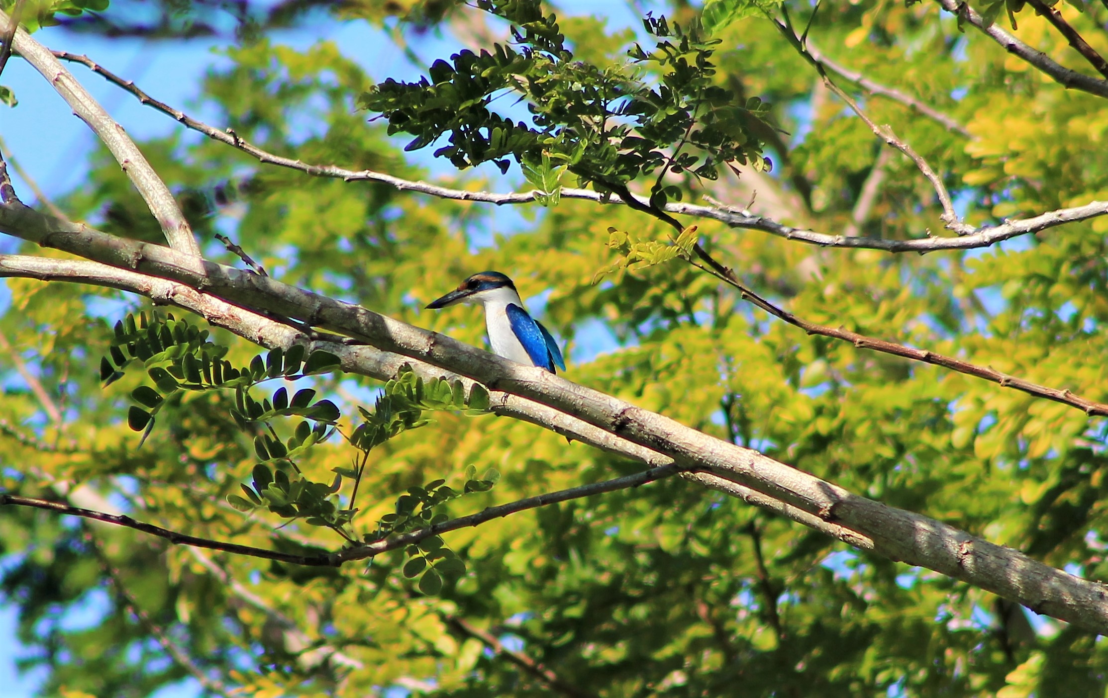 Pacific Kingfisher (Todiramphus sacer santoensis)