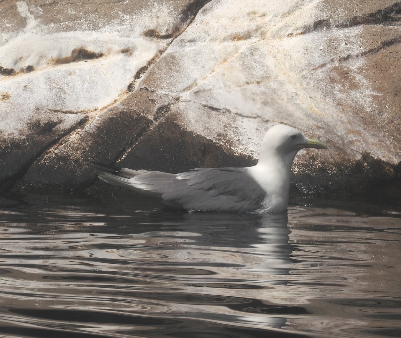 Pacific kittiwake (Rissa tridactyla pollicaris), 2024-06-30