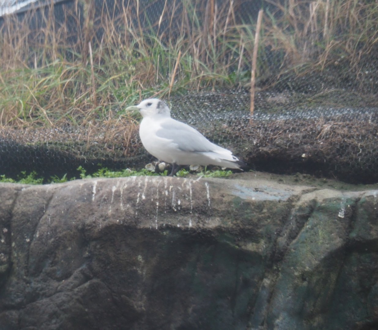 Pacific kittiwake (Rissa tridactyla pollicaris), Nov 10th, 2018