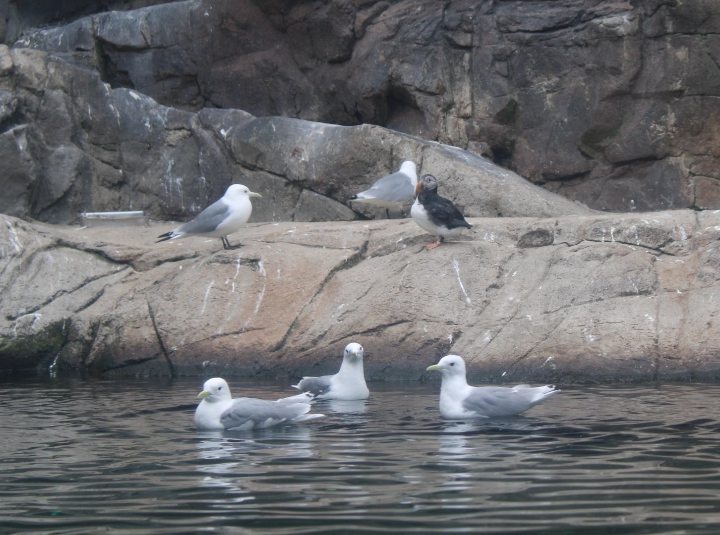 Pacific kittiwakes and Puffin