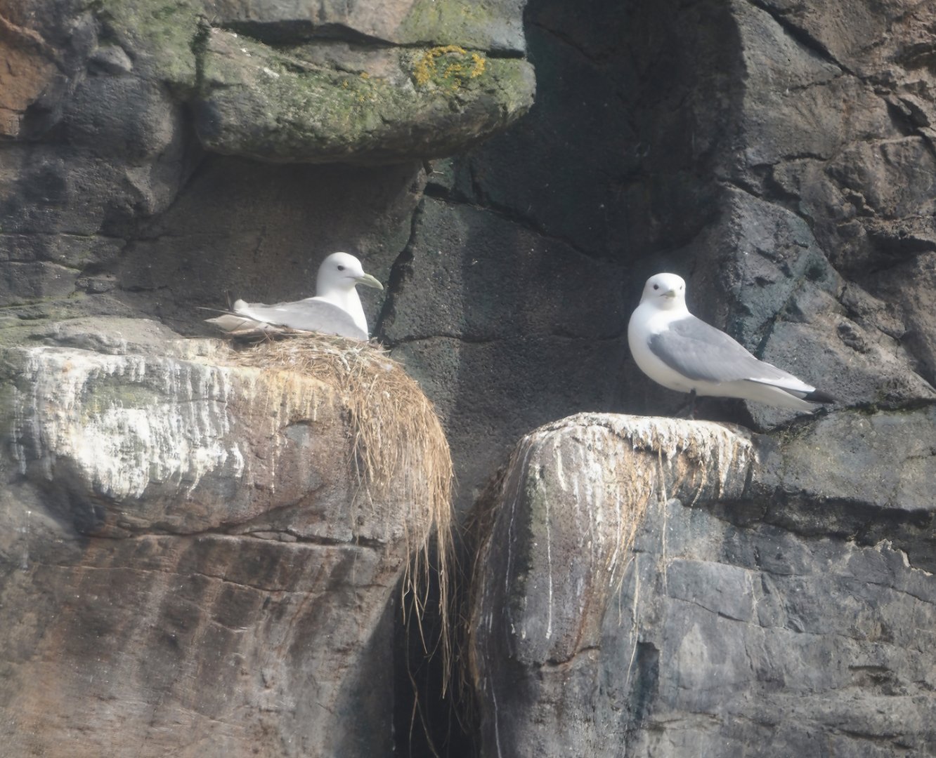 Pacific kittiwakes (Rissa tridactyla pollicaris), 2024-06-30