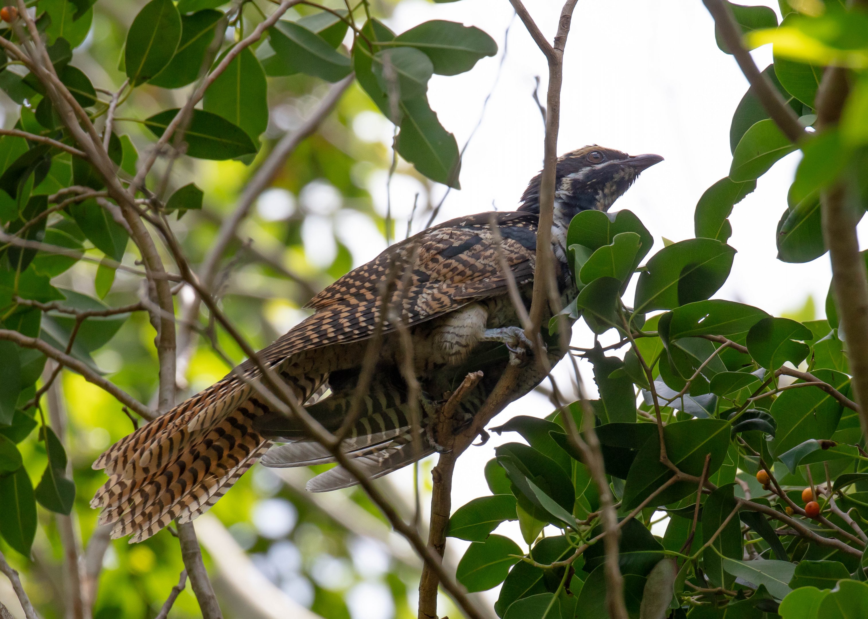 Pacific Koel, female