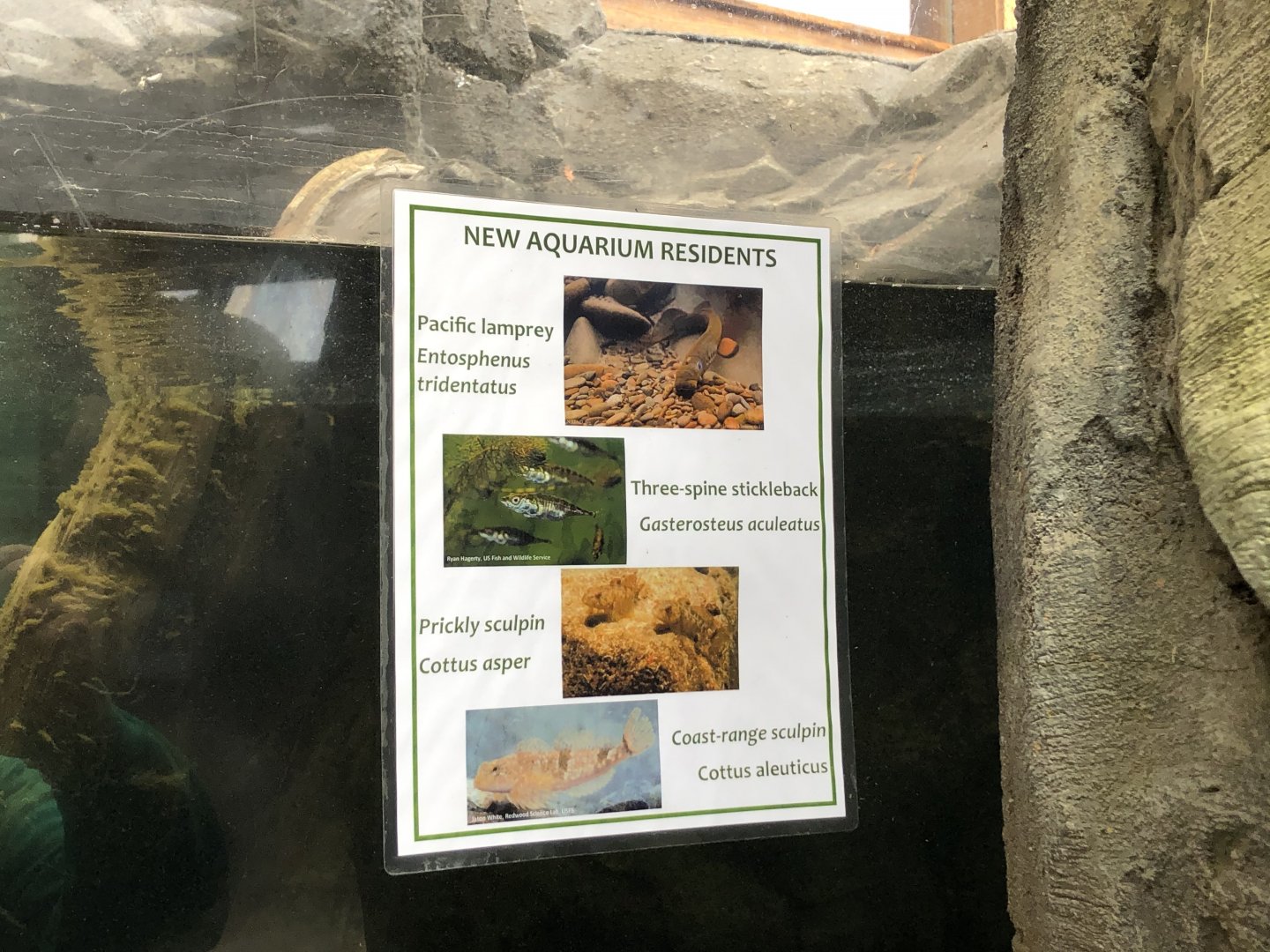 Pacific lamprey exhibit signage