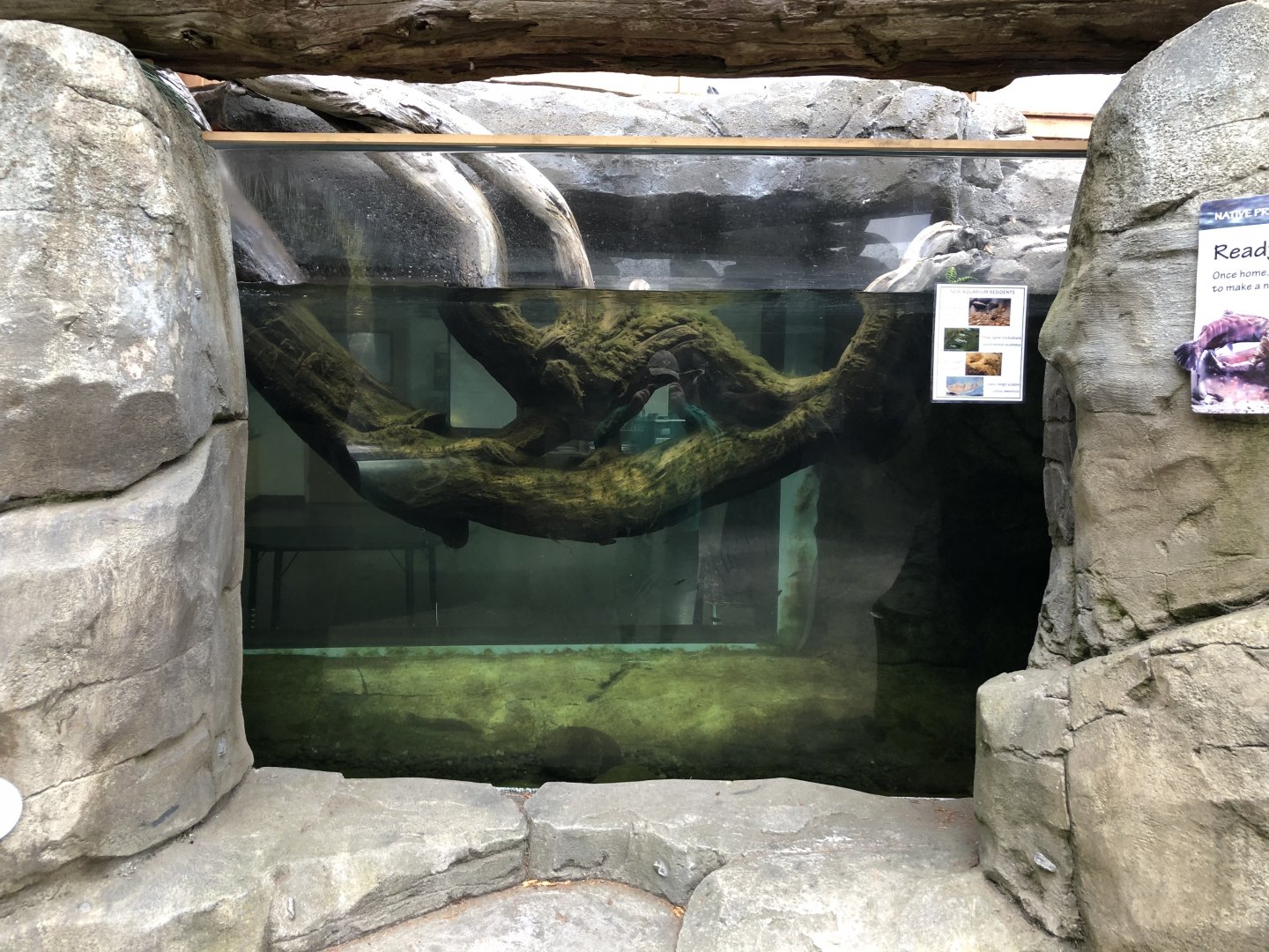 Pacific lamprey exhibit