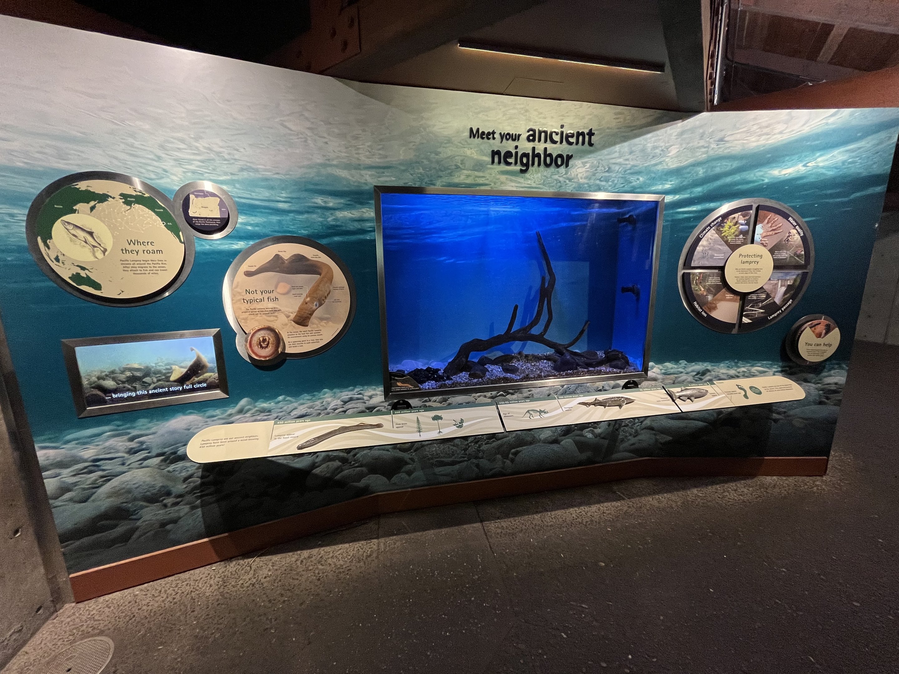 Pacific Lamprey Exhibit