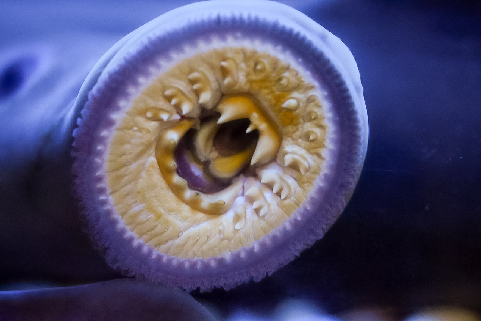 Pacific Lamprey