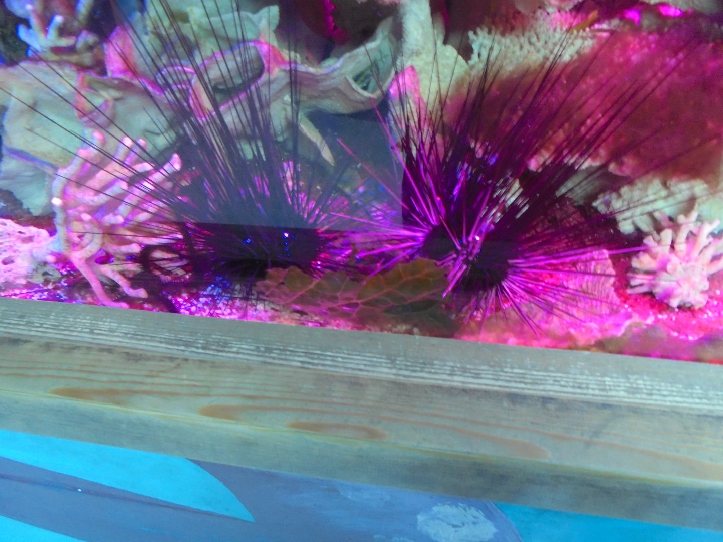 Pacific long-spined black sea-urchin