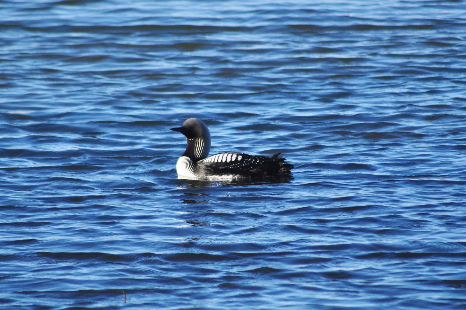 Pacific Loon - Alaska