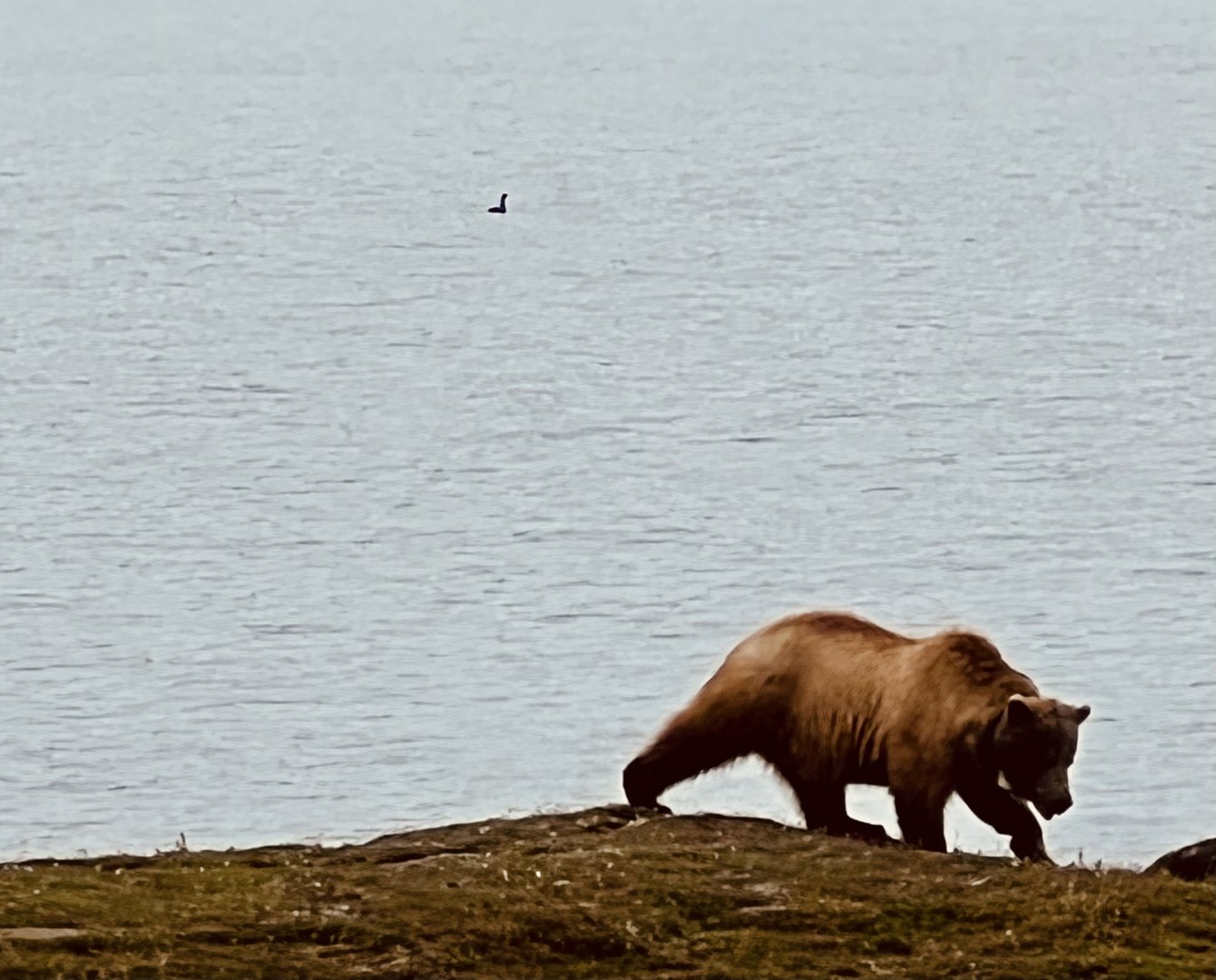 Pacific Loon - Alaska