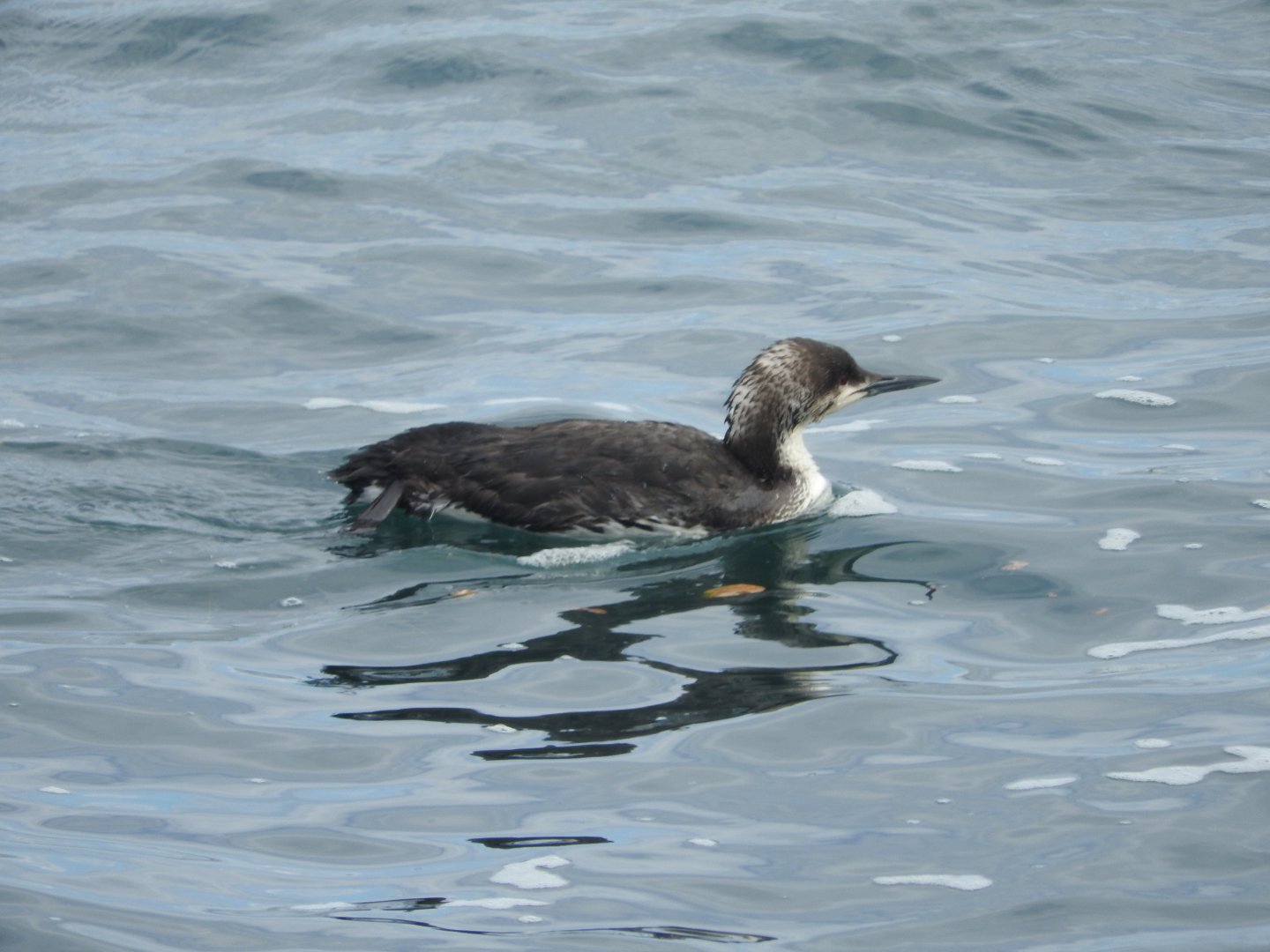 Pacific Loon