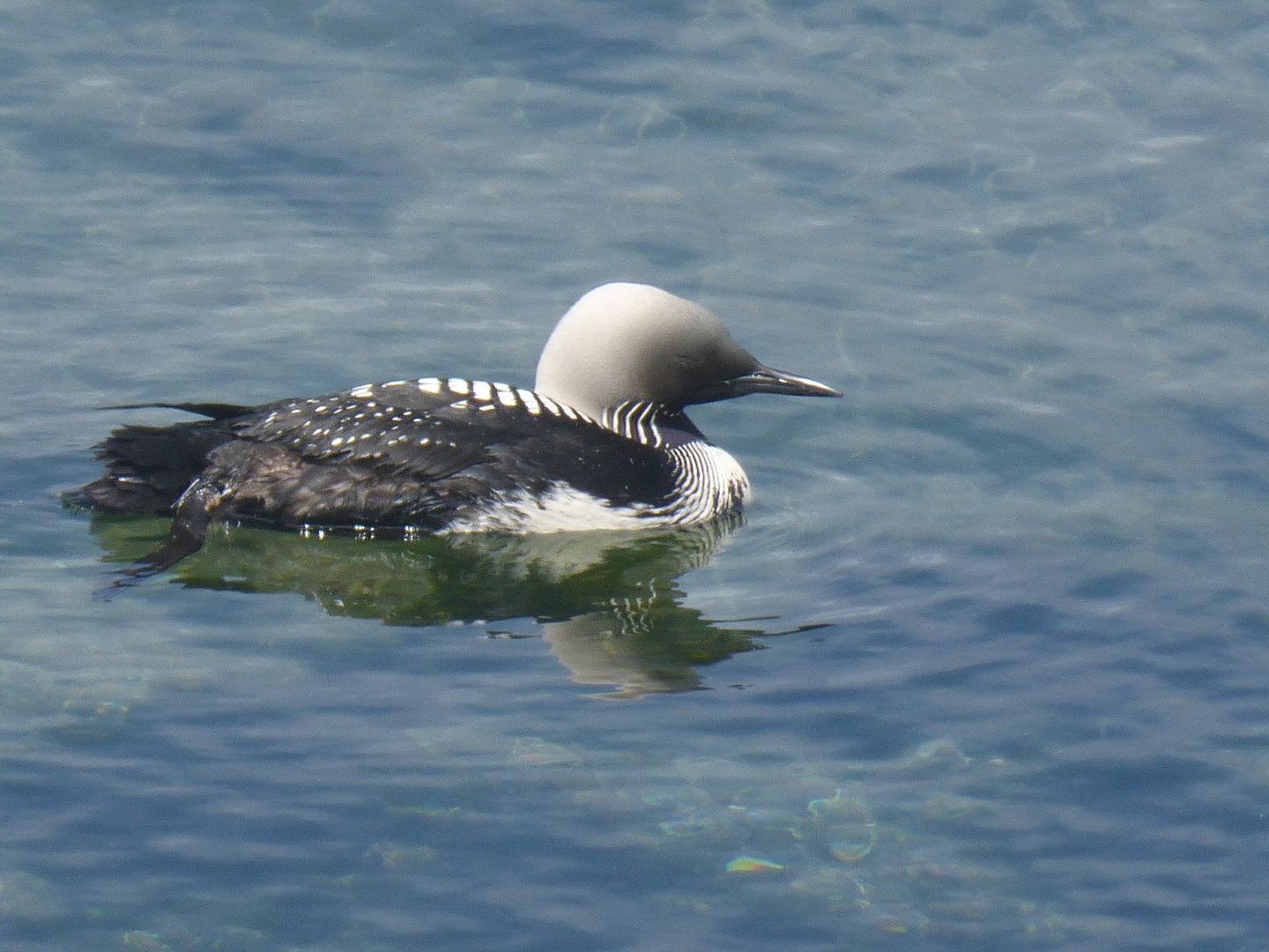 Pacific loon