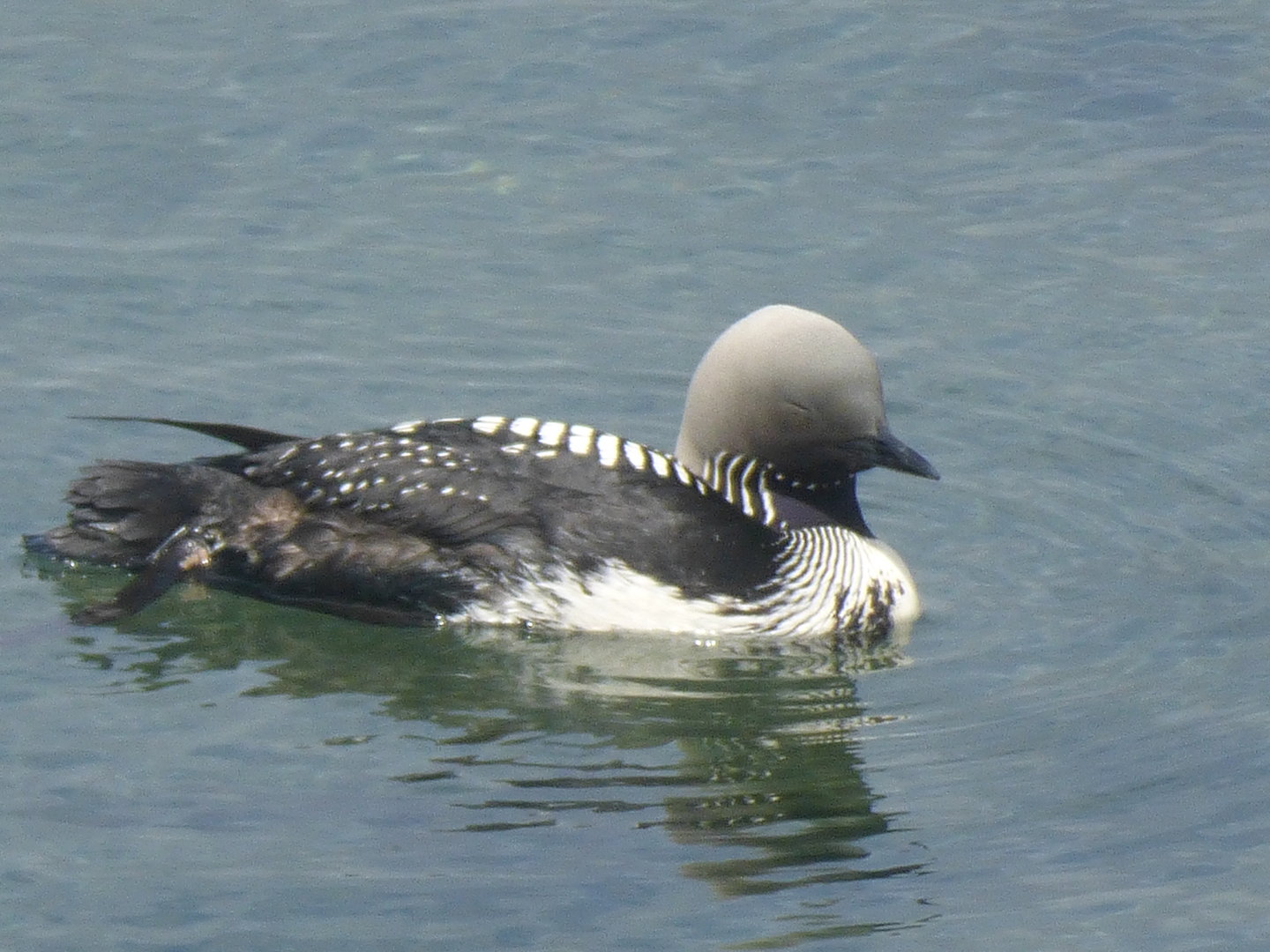Pacific loon