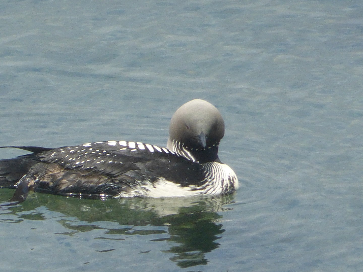 Pacific loon