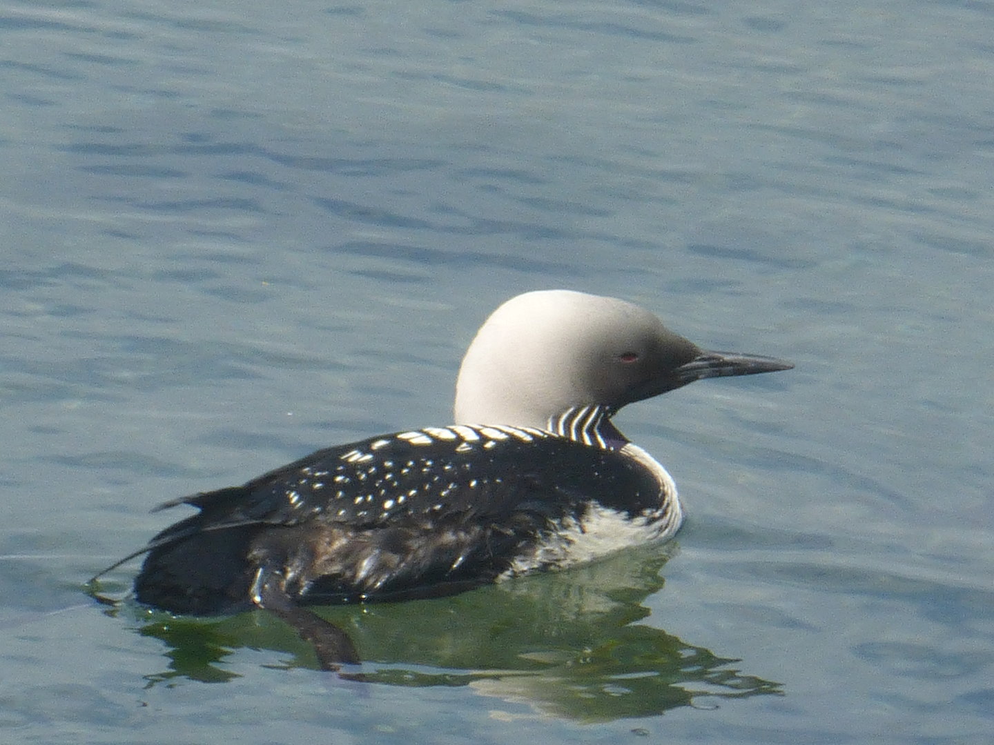Pacific loon