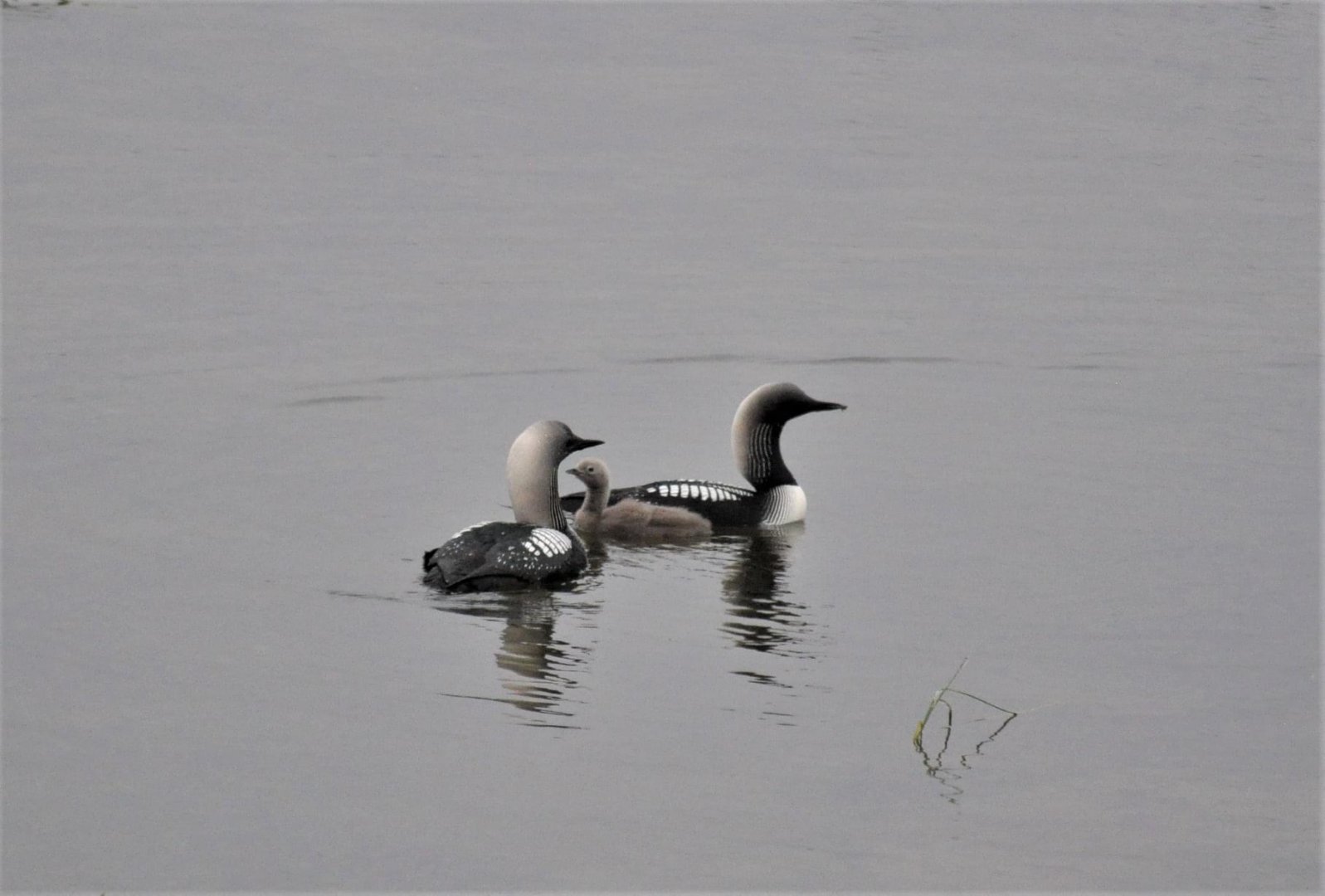 Pacific Loons - Alaska