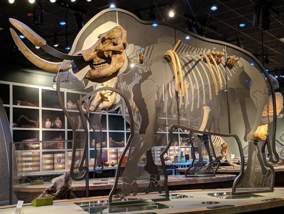 Pacific mastodon (Mammut pacificus) skeletal mount
