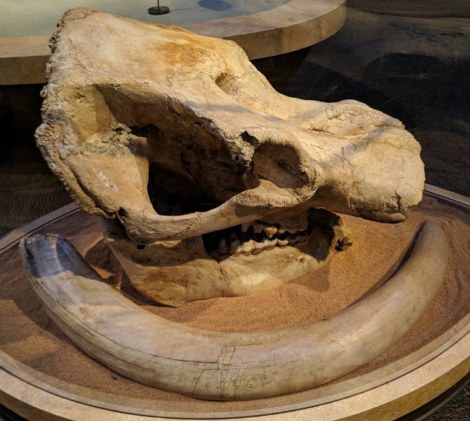 Pacific mastodon (Mammut pacificus) skull (back) and tusk (front)