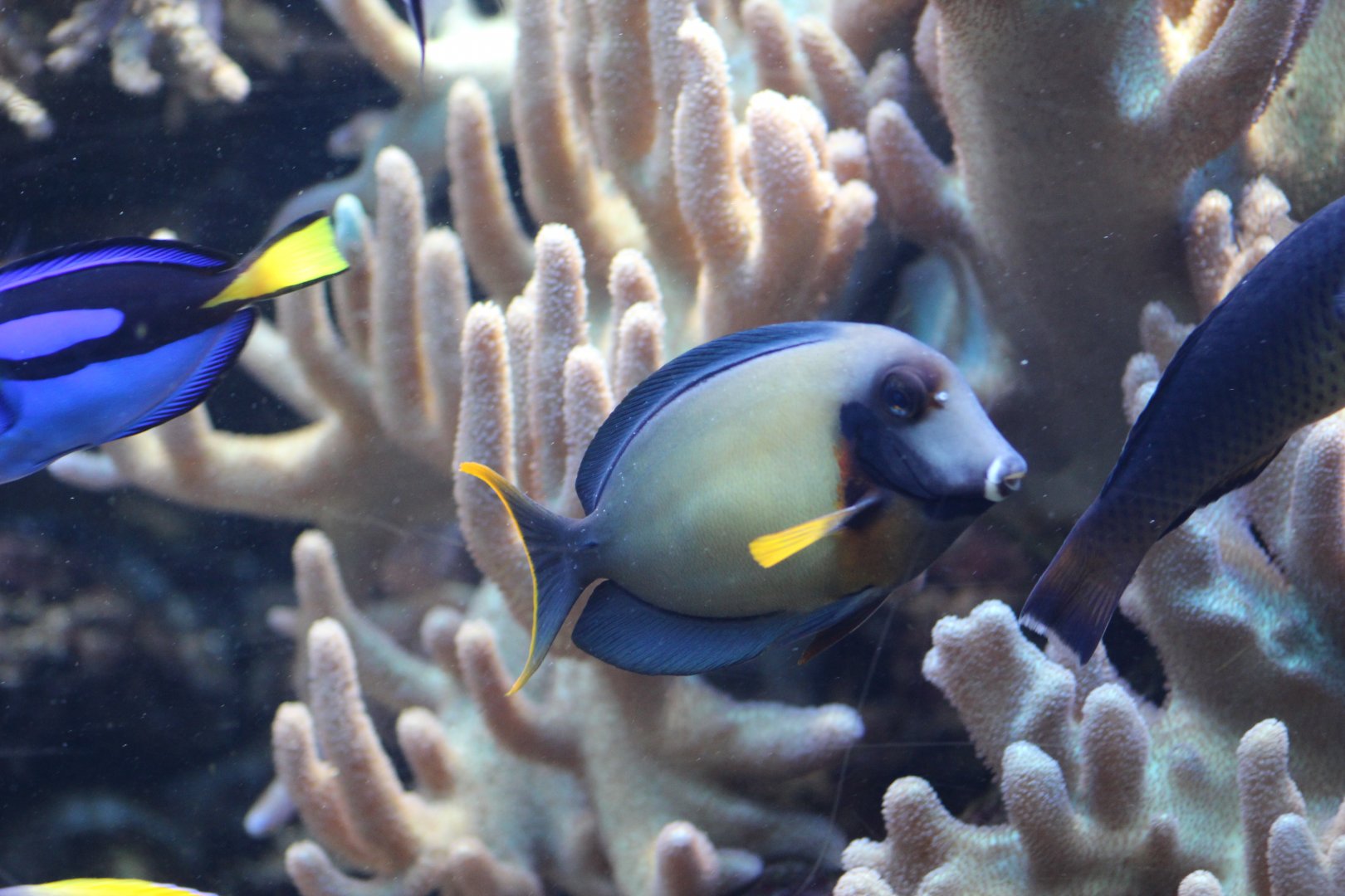 Pacific Mimic Surgeonfish