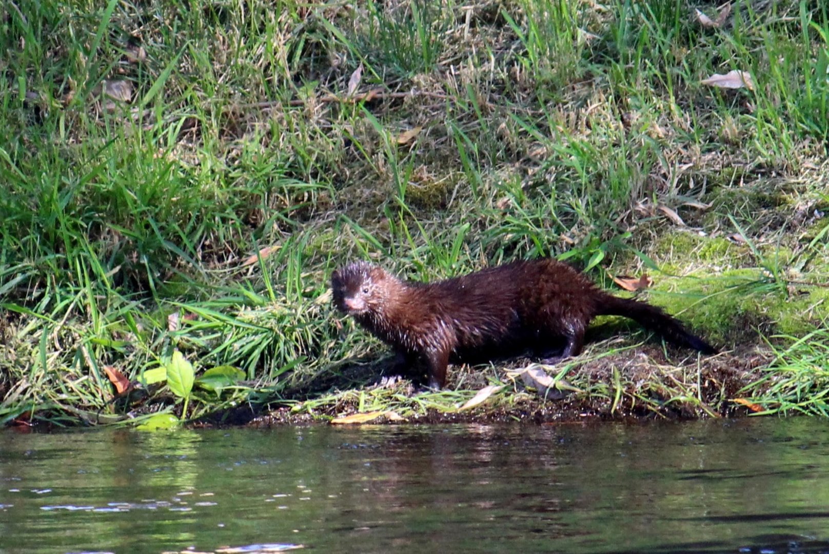 Pacific Mink