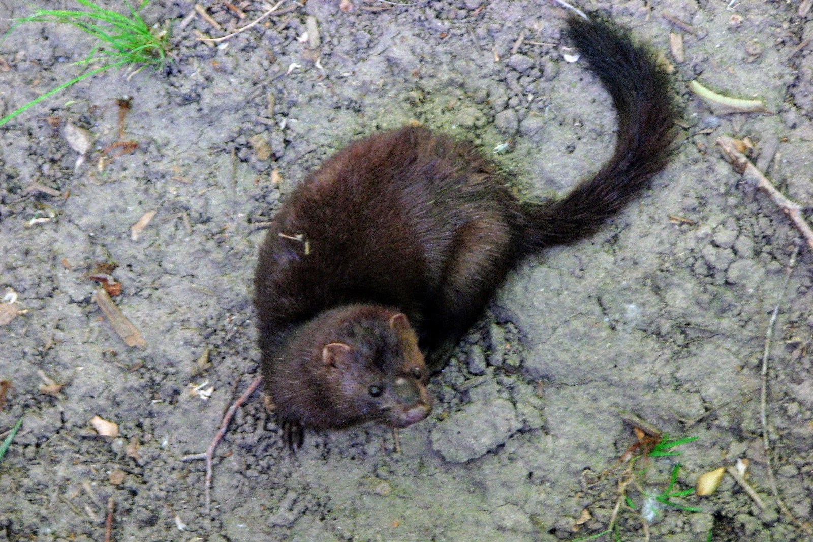 Pacific Mink