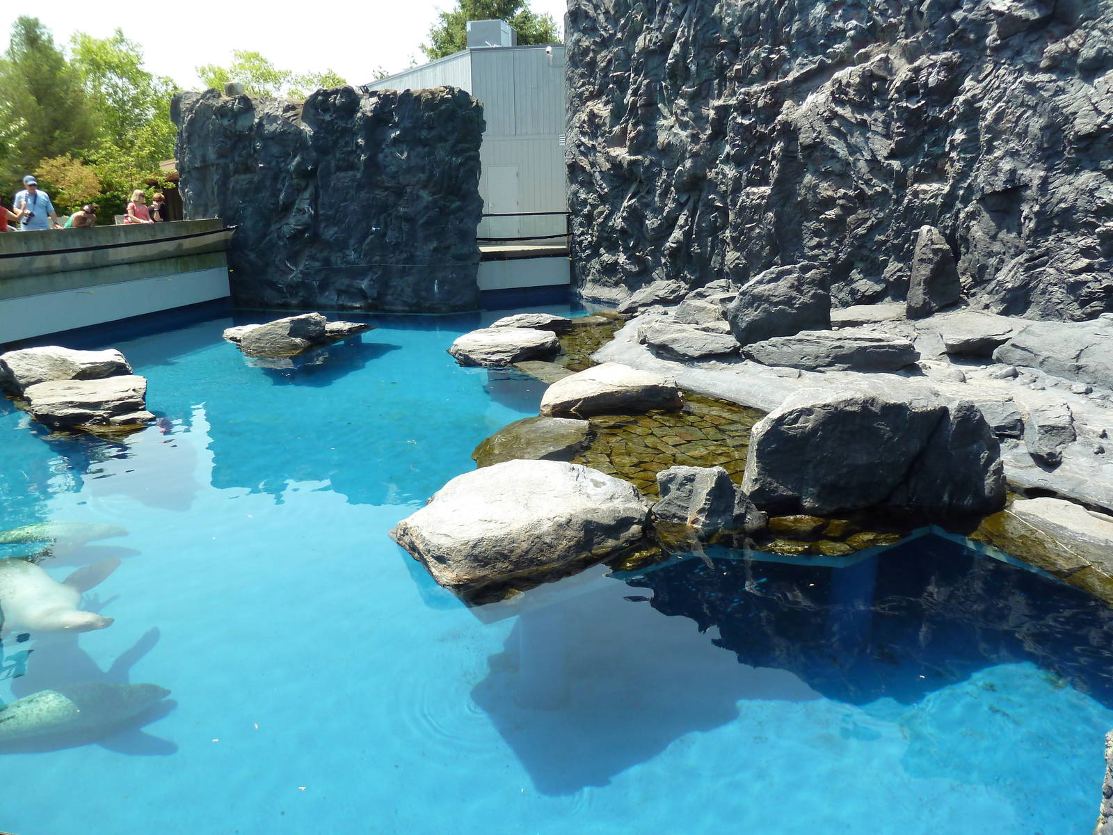 Pacific Northwest - Steller's Sea Lion/Harbor Seal Exhibit