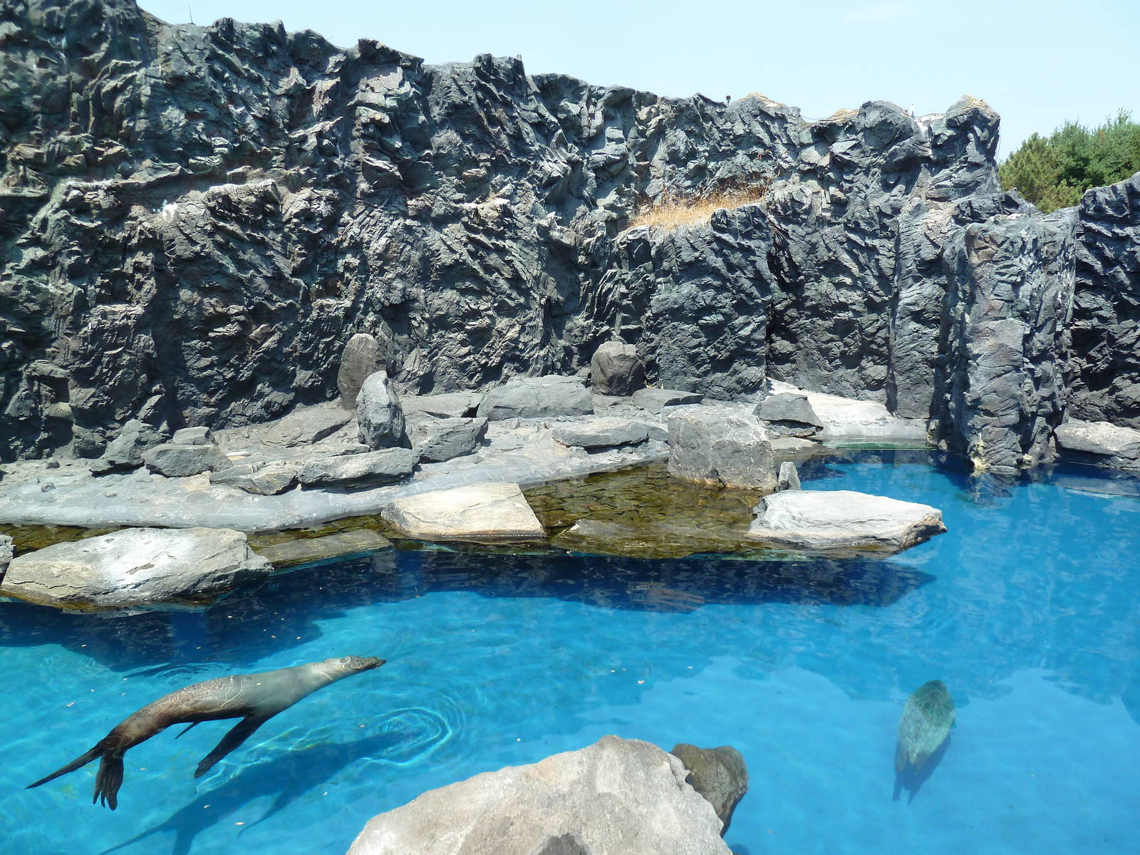 Pacific Northwest - Steller's Sea Lion/Harbor Seal Exhibit