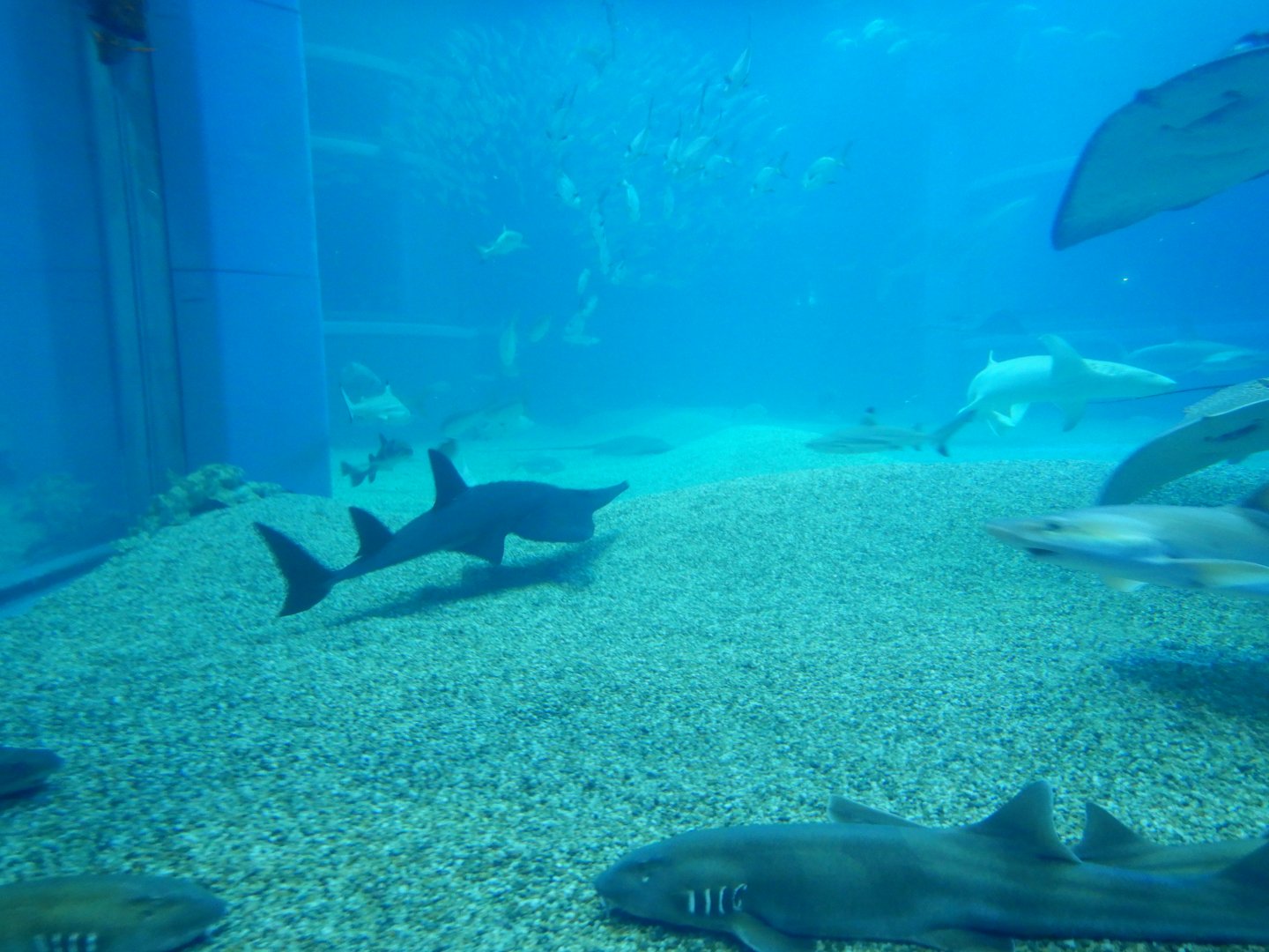 Pacific Ocean Exhibit