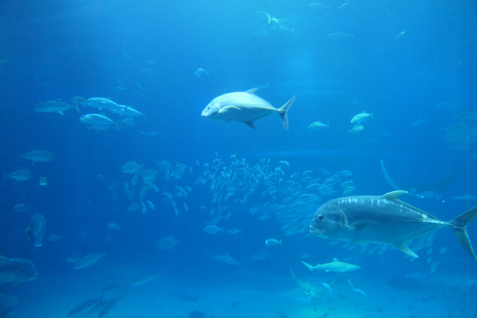 Pacific Ocean exhibit