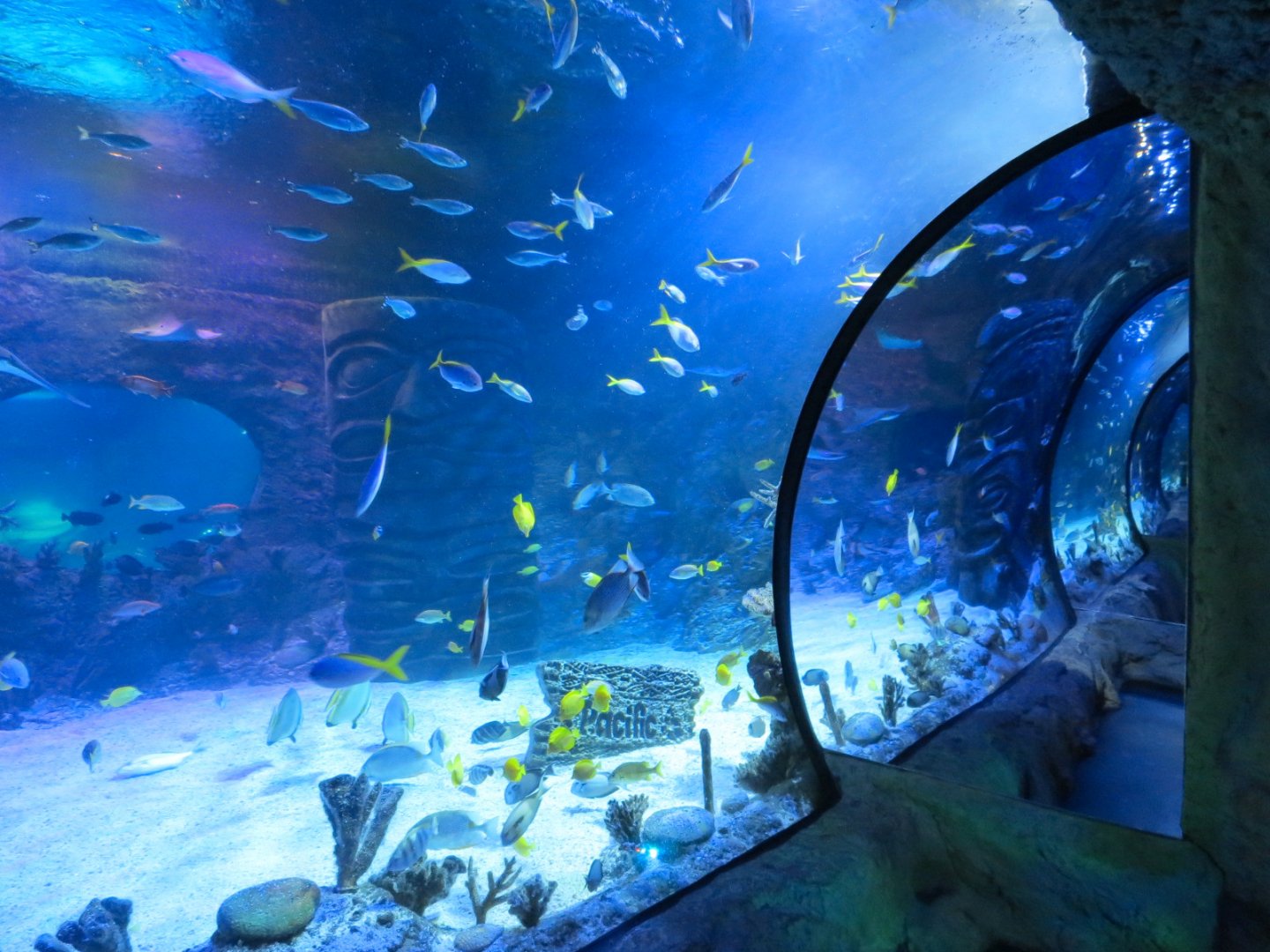 Pacific Ocean Exhibits