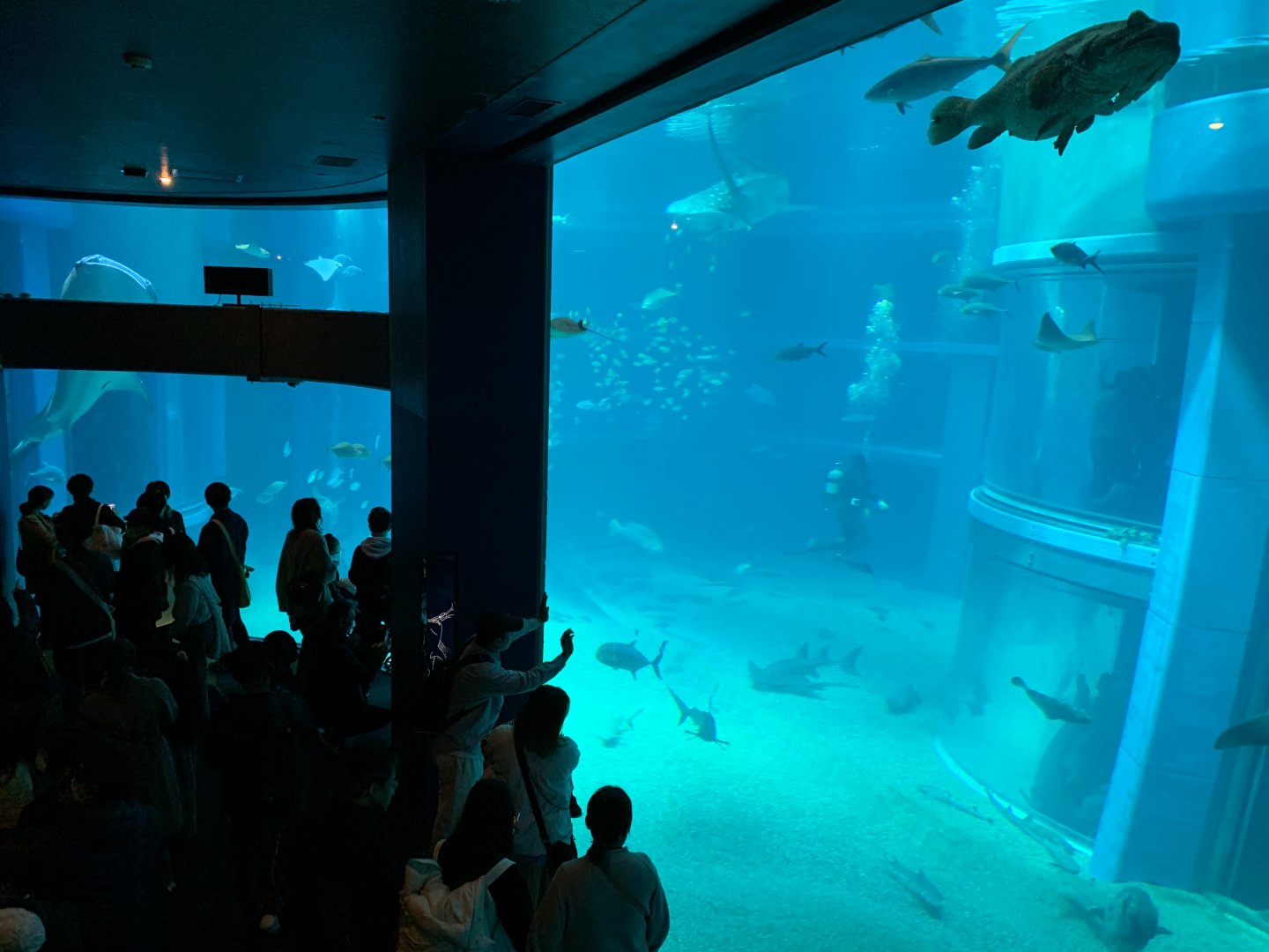 Pacific Ocean Tank Viewing