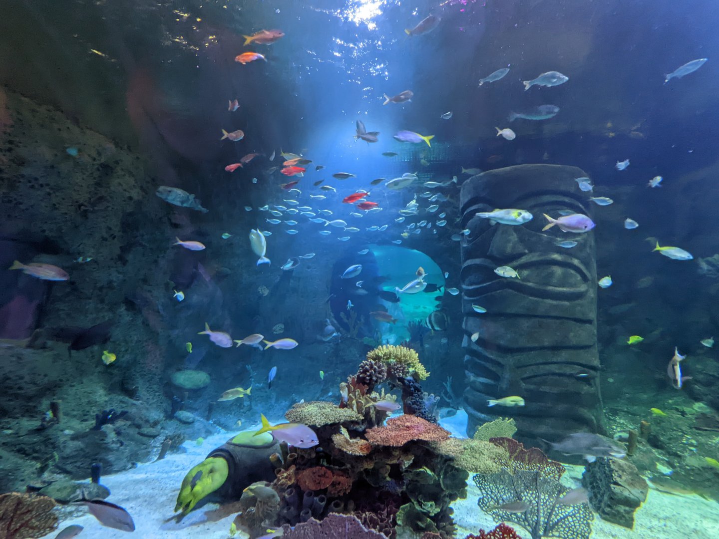 Pacific Ocean tank