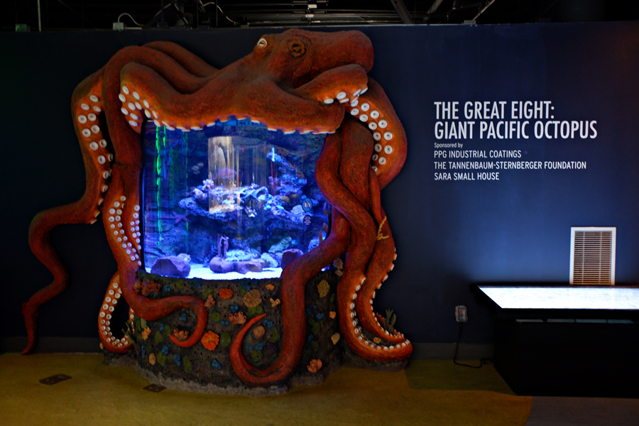 pacific octopus exhibit