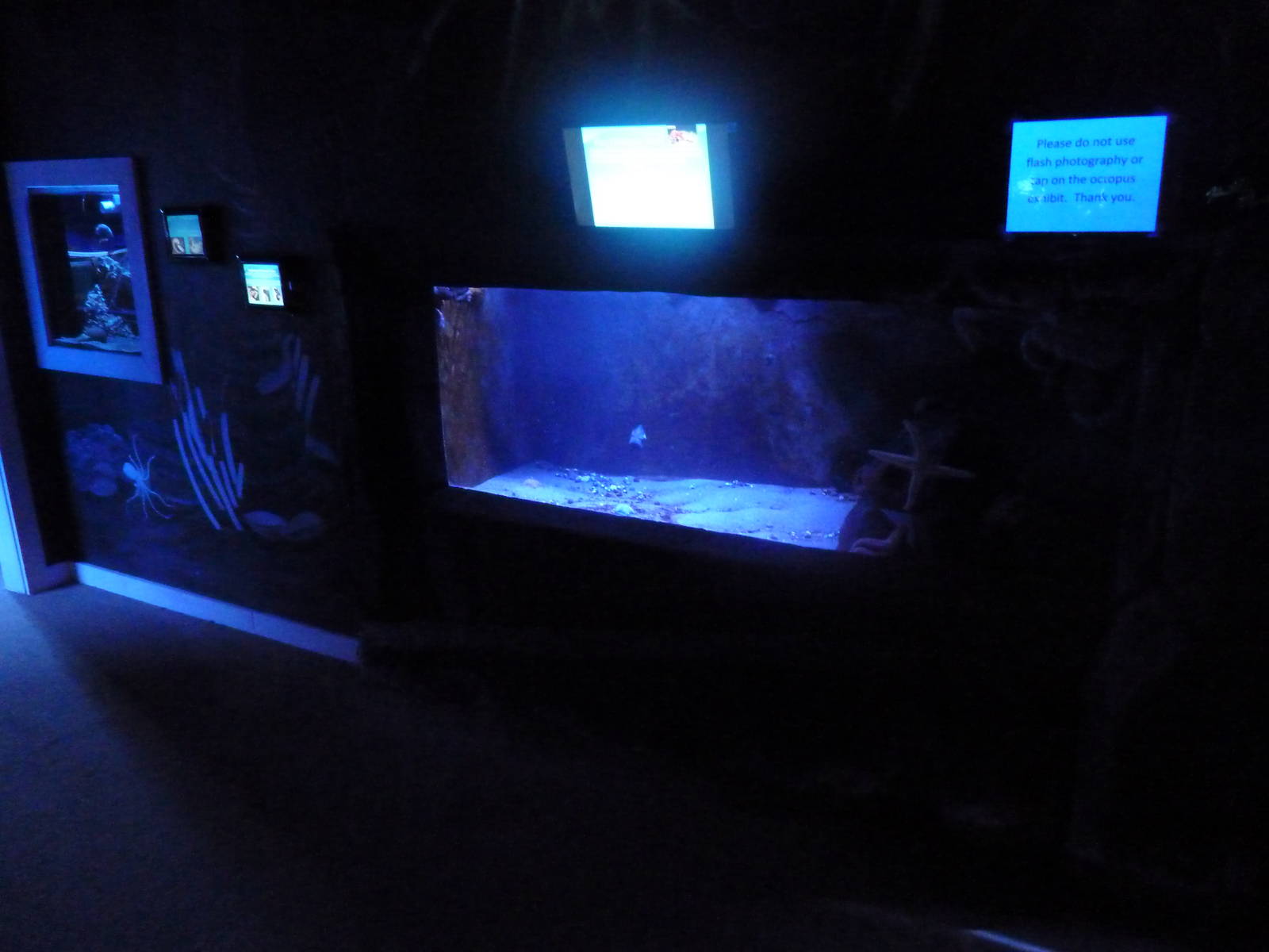 Pacific Octopus Tank