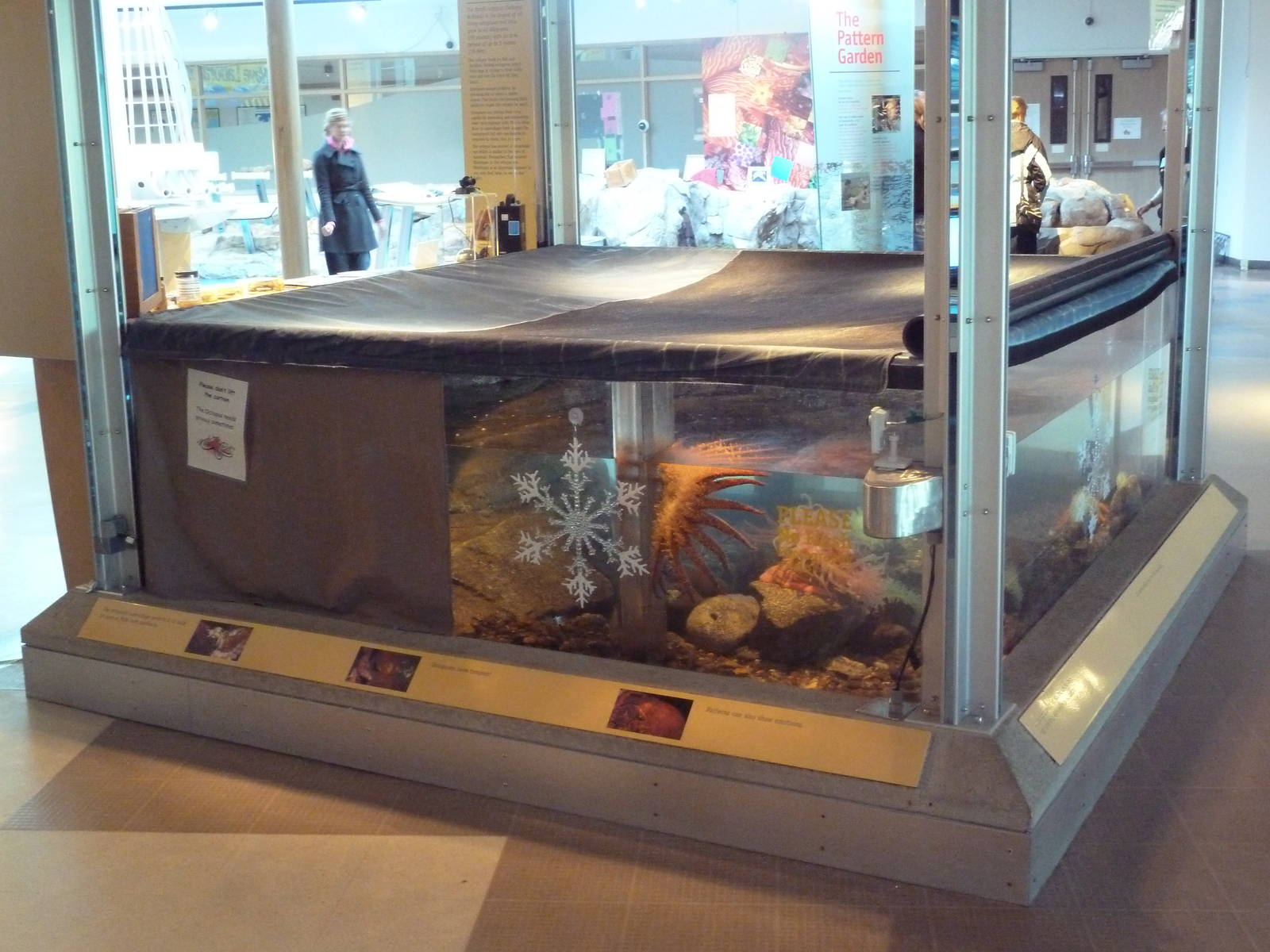 Pacific Octopus Tank