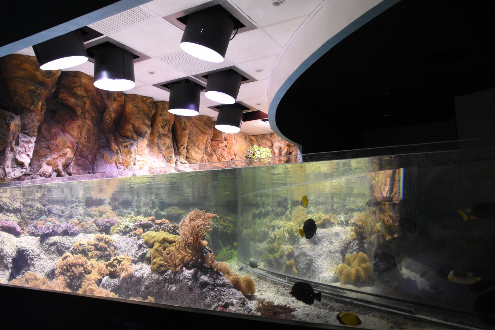 Pacific open reef tank