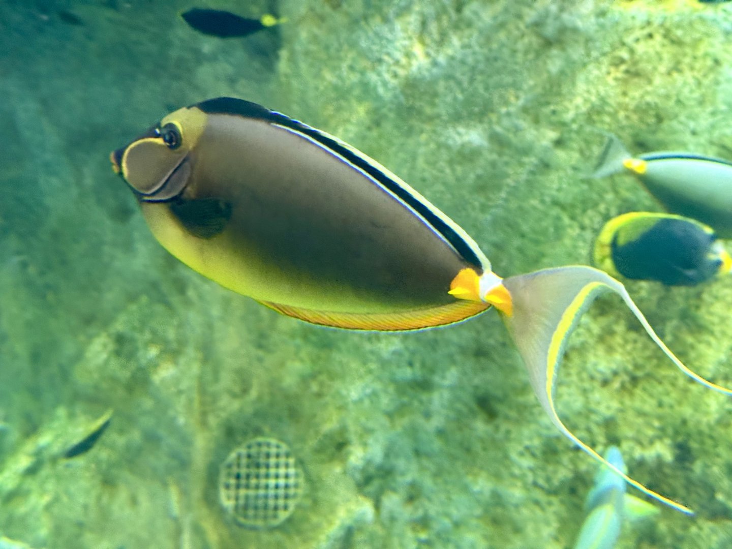 Pacific orange-spine unicornfish (Naso lituratus)