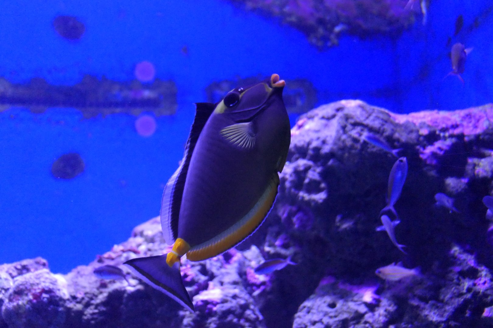 Pacific Orangespine Unicornfish (Naso lituratus)