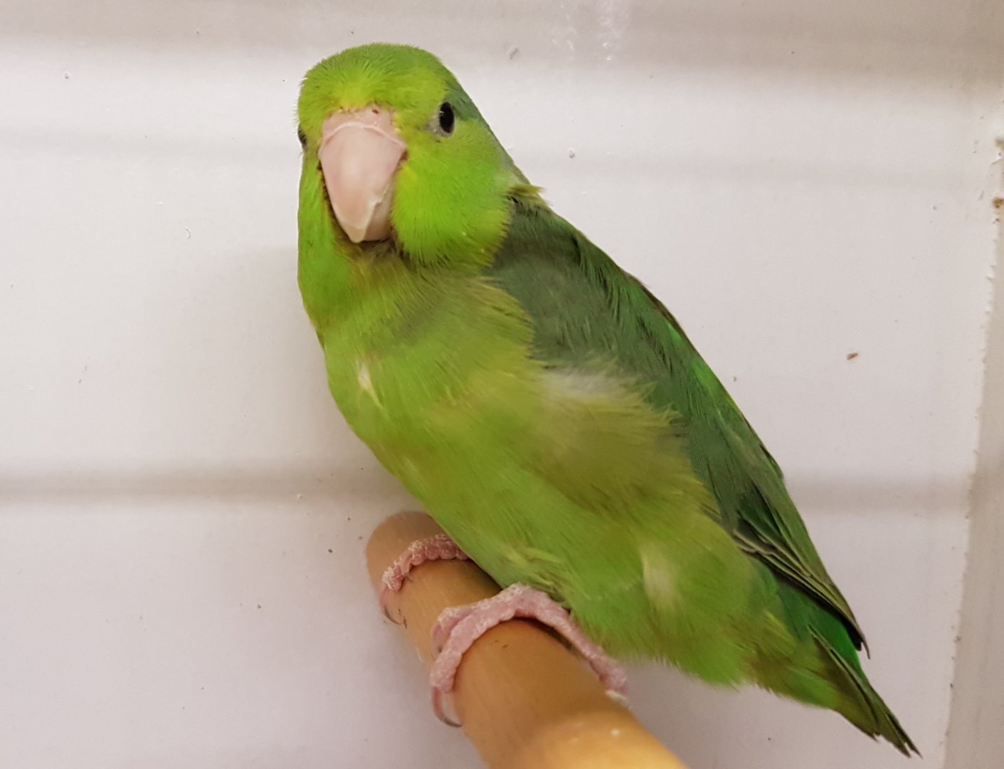 Pacific parrotlet - female