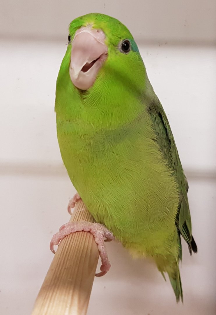 Pacific parrotlet - female