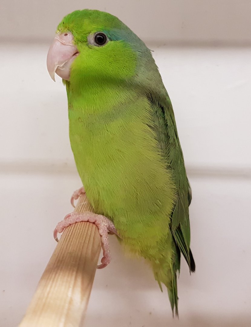 Pacific parrotlet - female