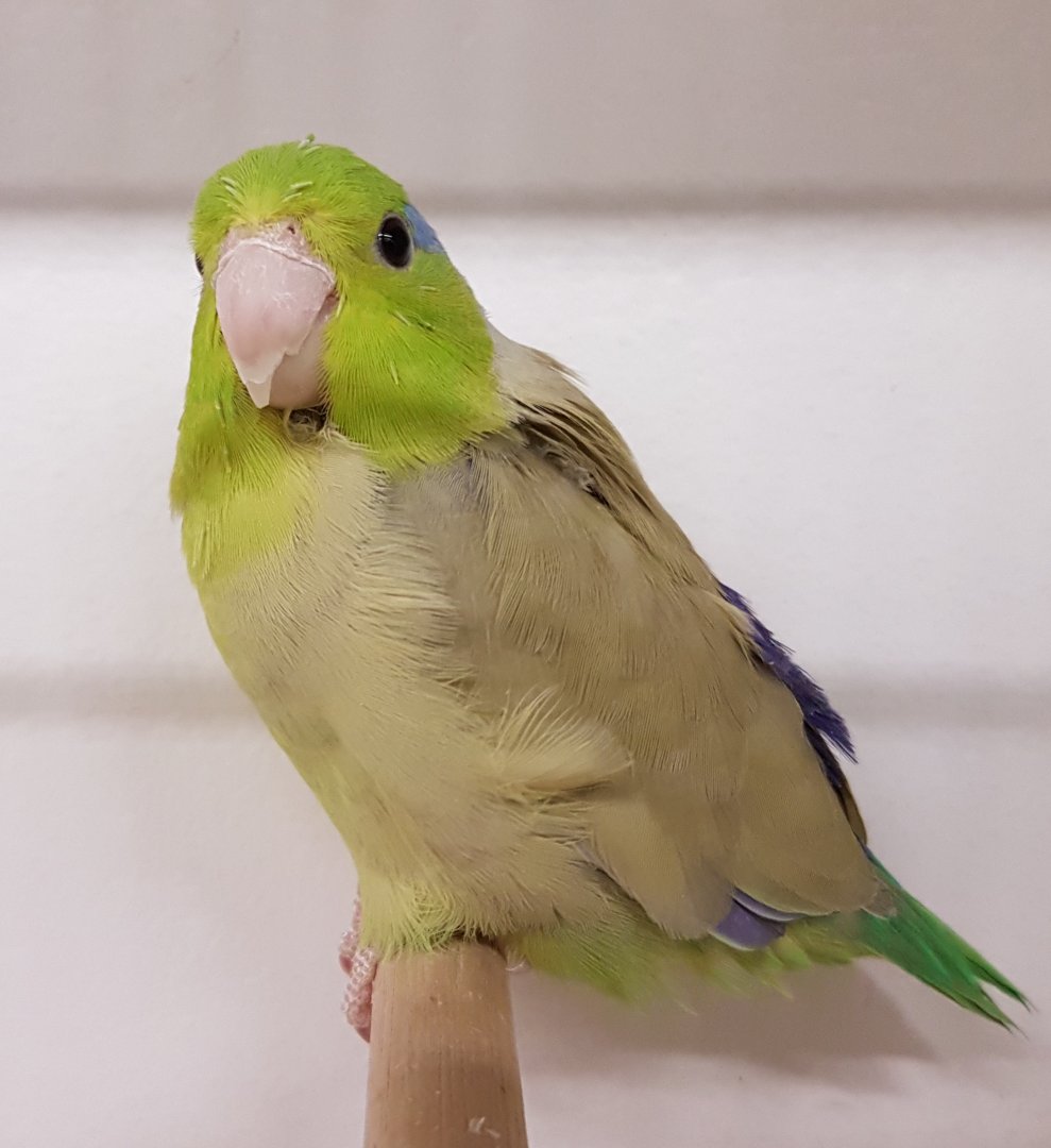 Pacific parrotlet - male - mutation